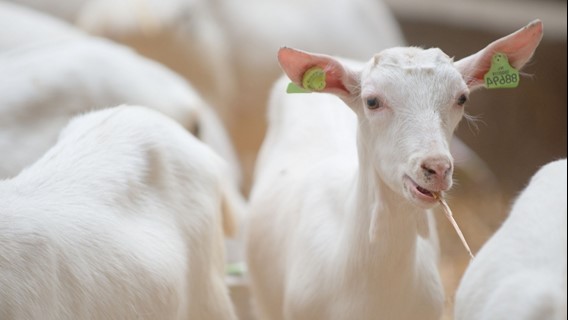 Goat milk natural benefits